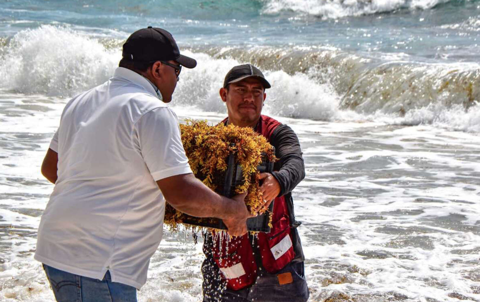 Recolectan Mil Toneladas De Sargazo En Playas De Canc N En Lo Que