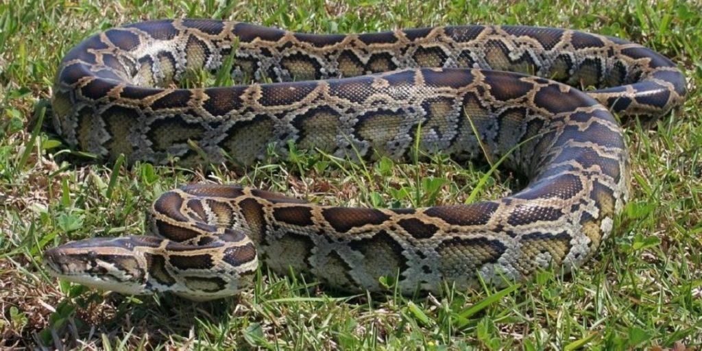 LAS PITONES PODRÍAN SER UN NUEVO ELEMENTO DEL MENÚ EN FLORIDA SI LOS